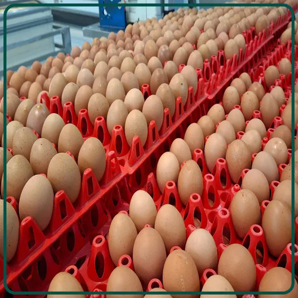 دلایل صادرات تخم مرغ گوشتی به ازبکستان