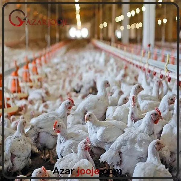 نقش تخم های نطفه دار با کیفیت مرغ های گوشتی در سلامتی انسان
