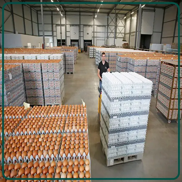 مزایای صادرات تخم مرغ گوشتی