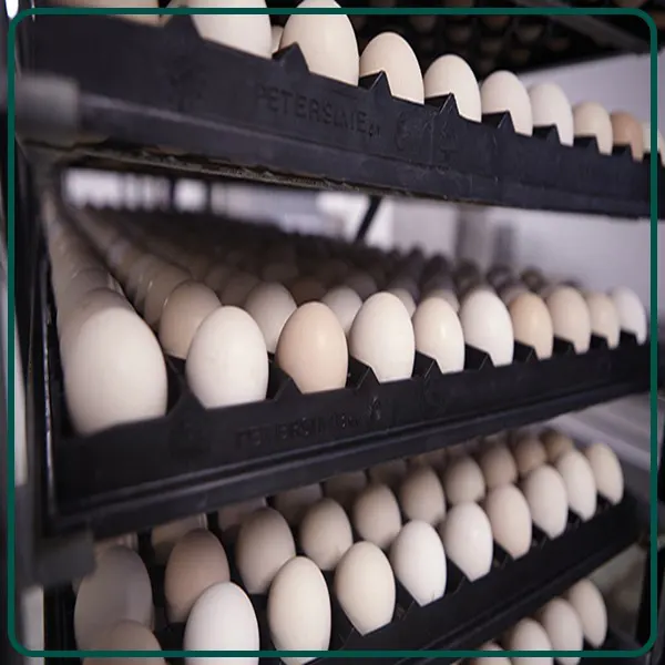 شرایط و مراحل صادرات تخم مرغ گوشتی