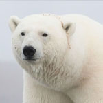 جانور خرس قطبی
