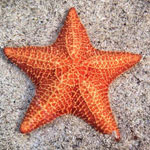 جانور ستاره دریایی